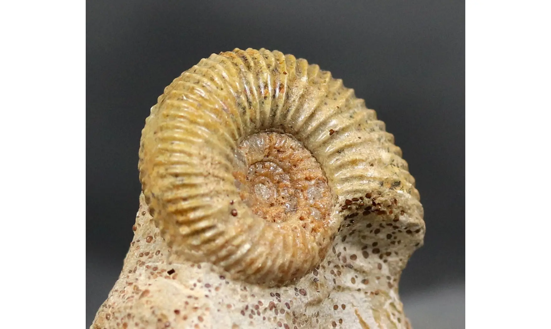 Garantiana Garantiana (D'Orbigny)