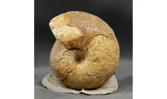 Chondroceras evolvescens