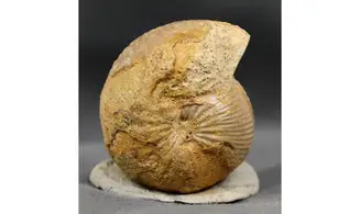 Chondroceras evolvescens