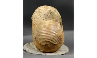 Chondroceras evolvescens
