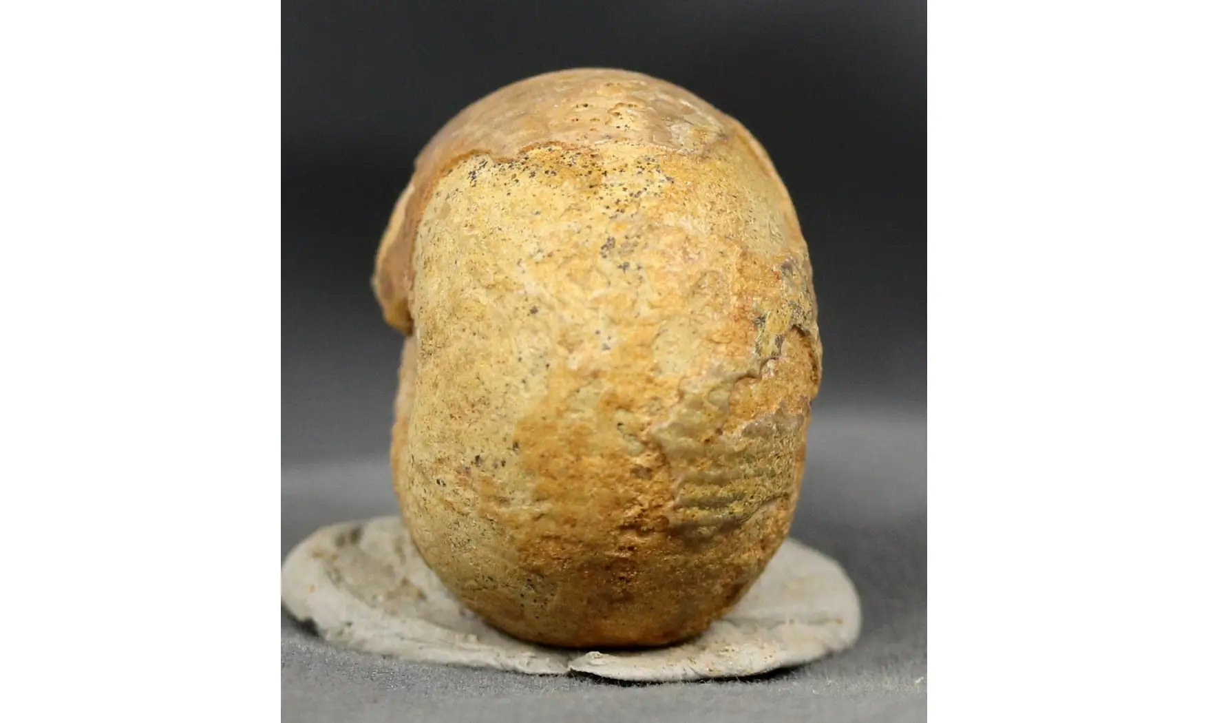 Chondroceras evolvescens