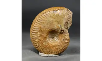 Oecotraustes genicularis