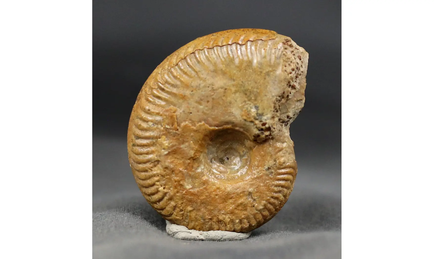 Oecotraustes genicularis