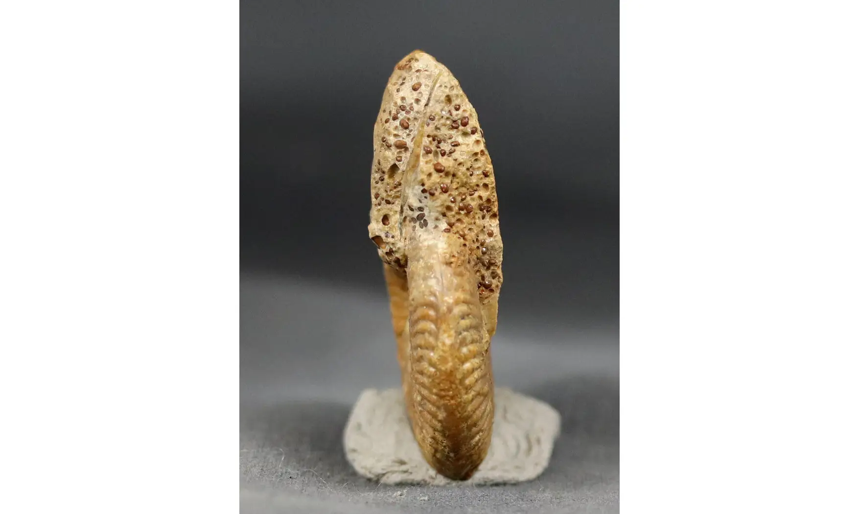 Oecotraustes genicularis