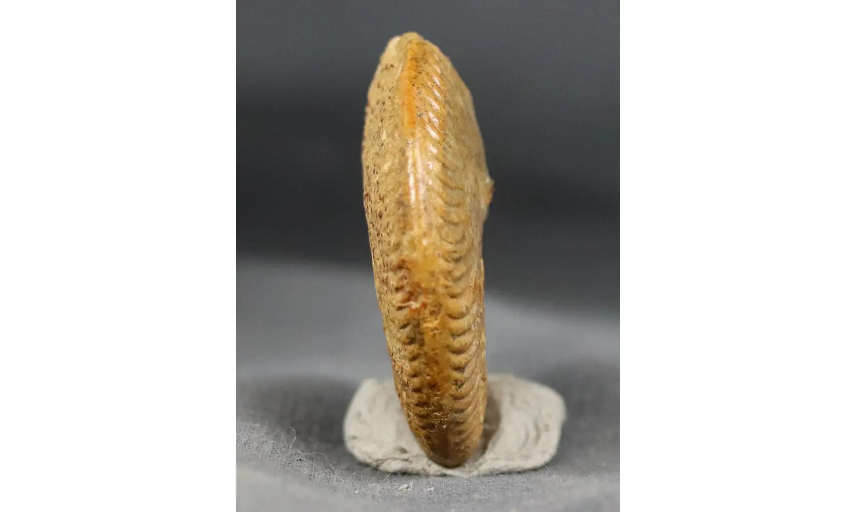 Oecotraustes genicularis