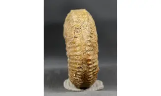 Garantiana sp.