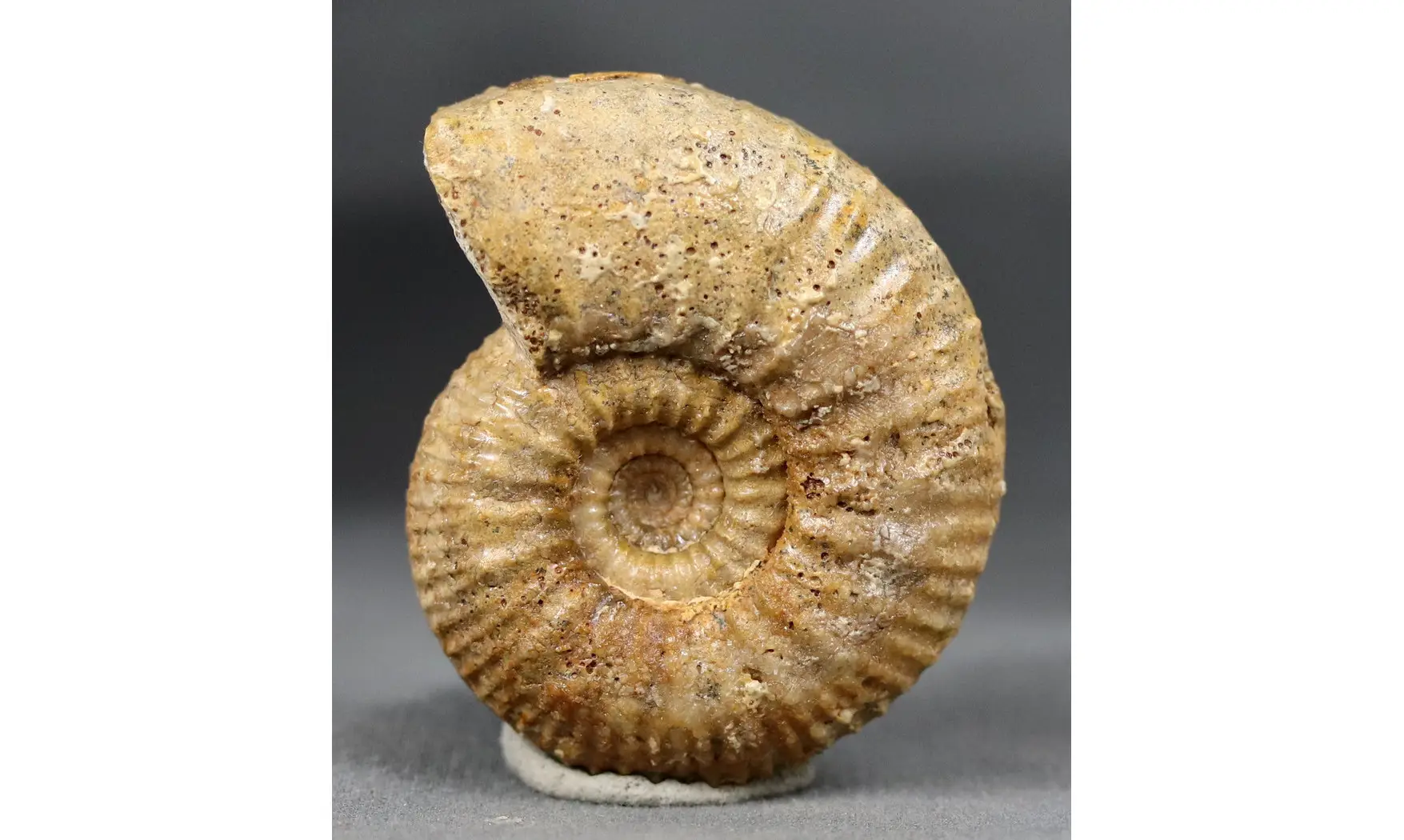 Garantiana sp.