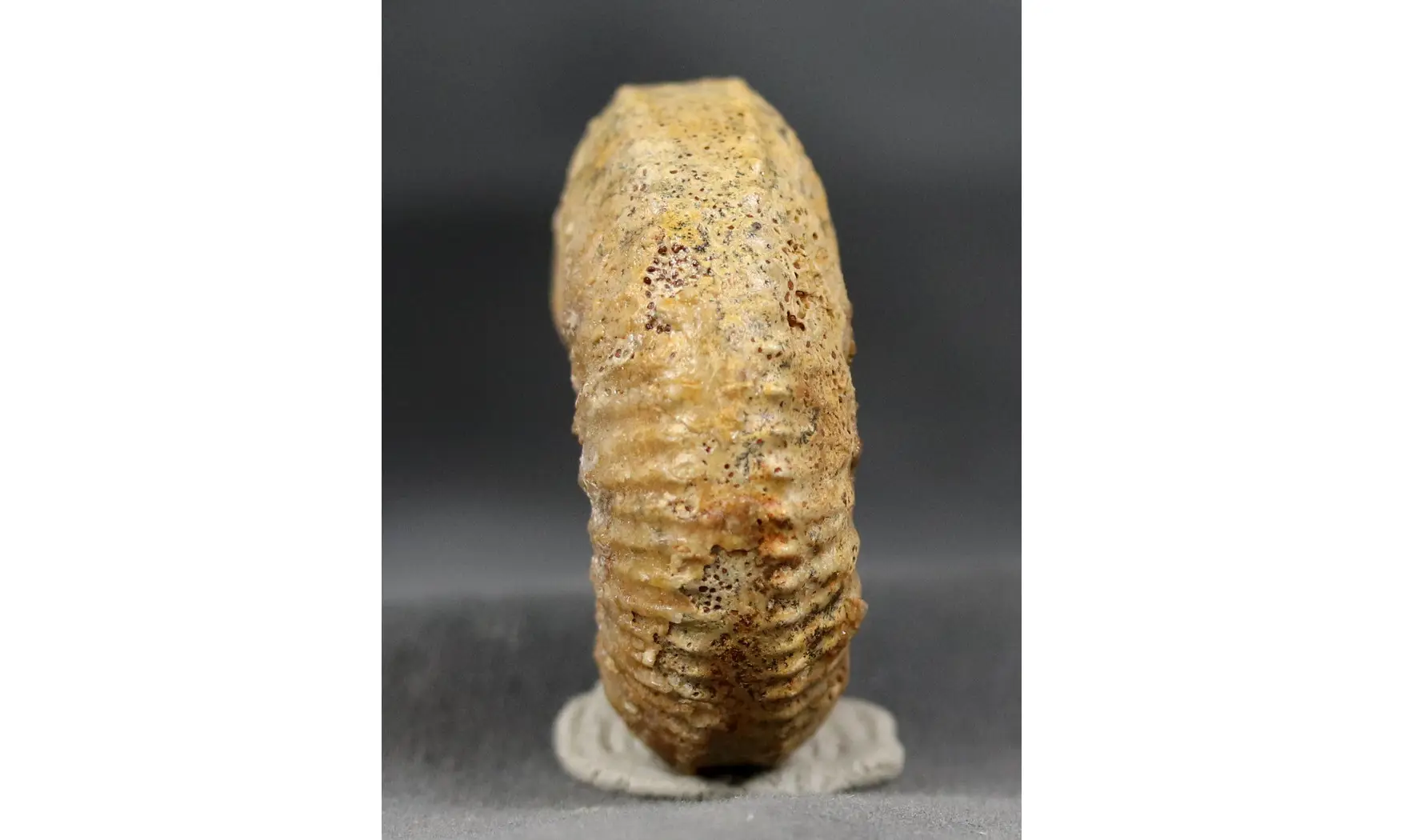 Garantiana sp.