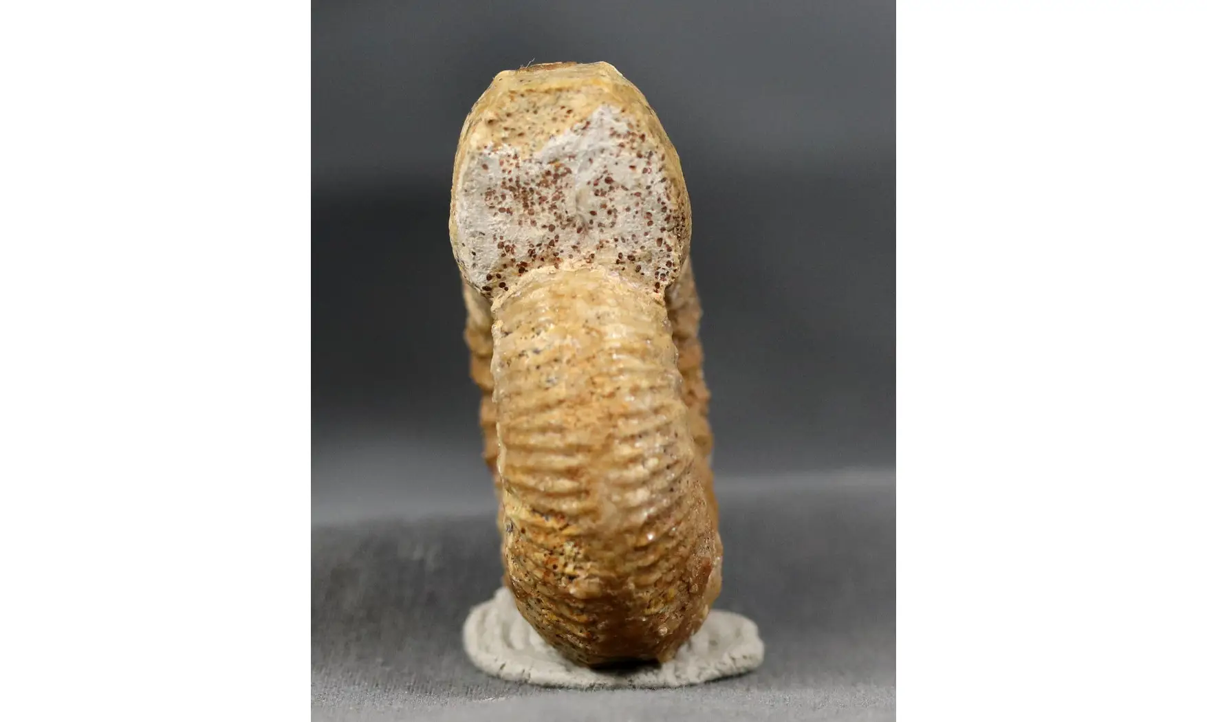Garantiana sp.