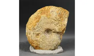 Oppelia cf.subradiata