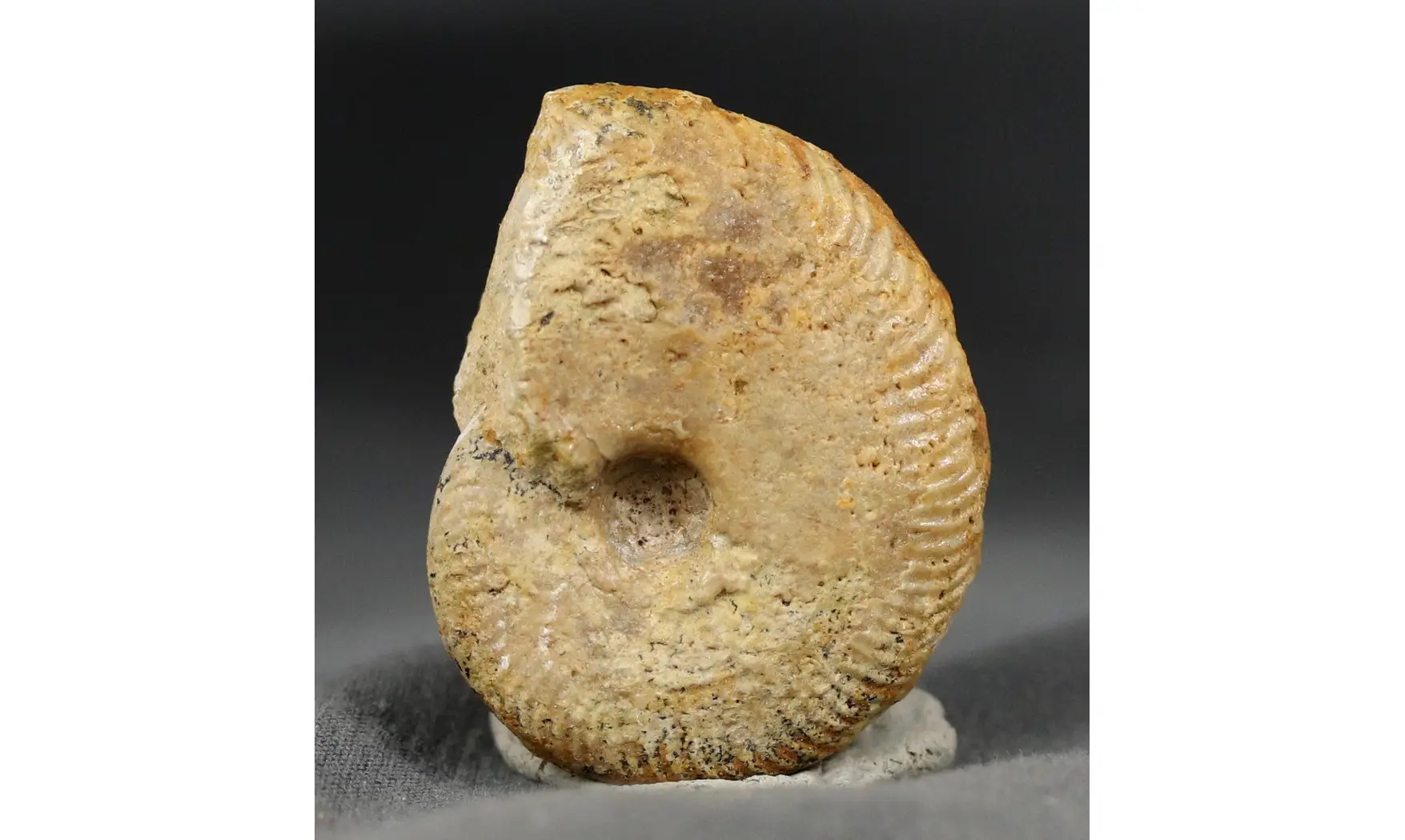 Oppelia cf.subradiata