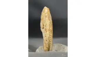 Oppelia cf.subradiata
