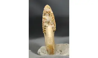 Oppelia cf.subradiata