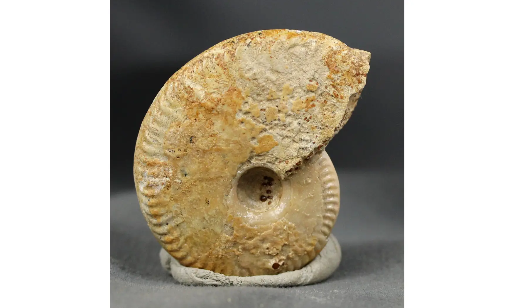 Oppelia cf.subradiata