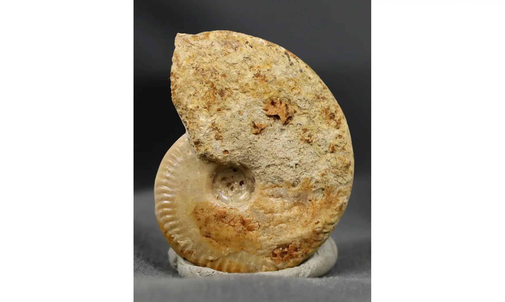 Oppelia cf.subradiata