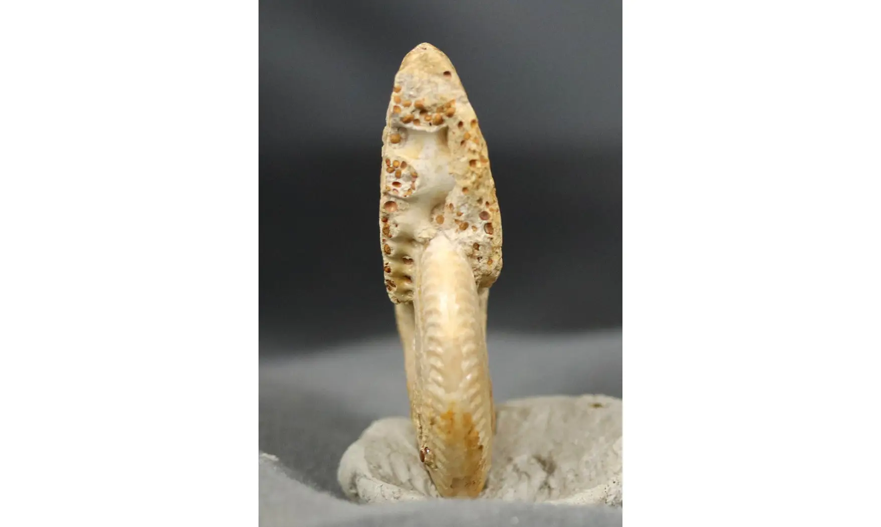 Oppelia cf.subradiata