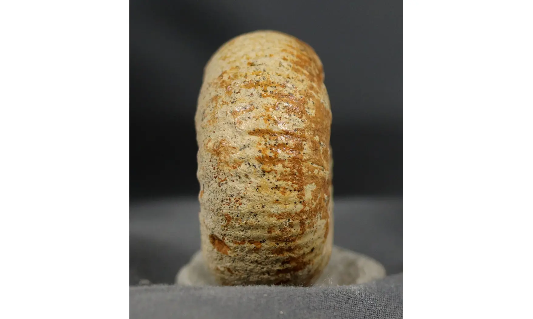 Chondroceras evolvescens