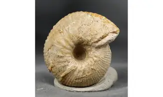 Chondroceras evolvescens