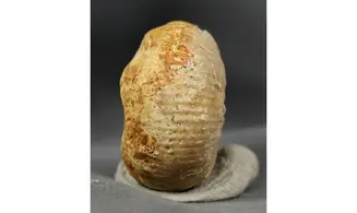 Chondroceras evolvescens