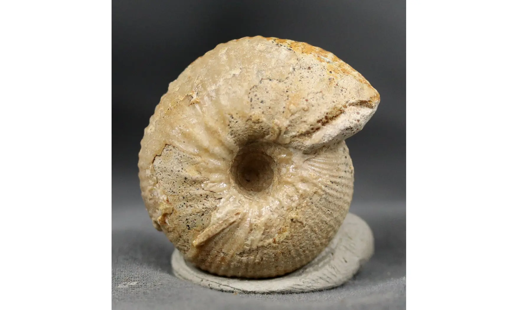 Chondroceras evolvescens
