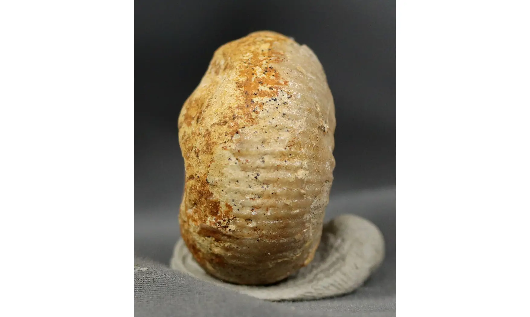 Chondroceras evolvescens
