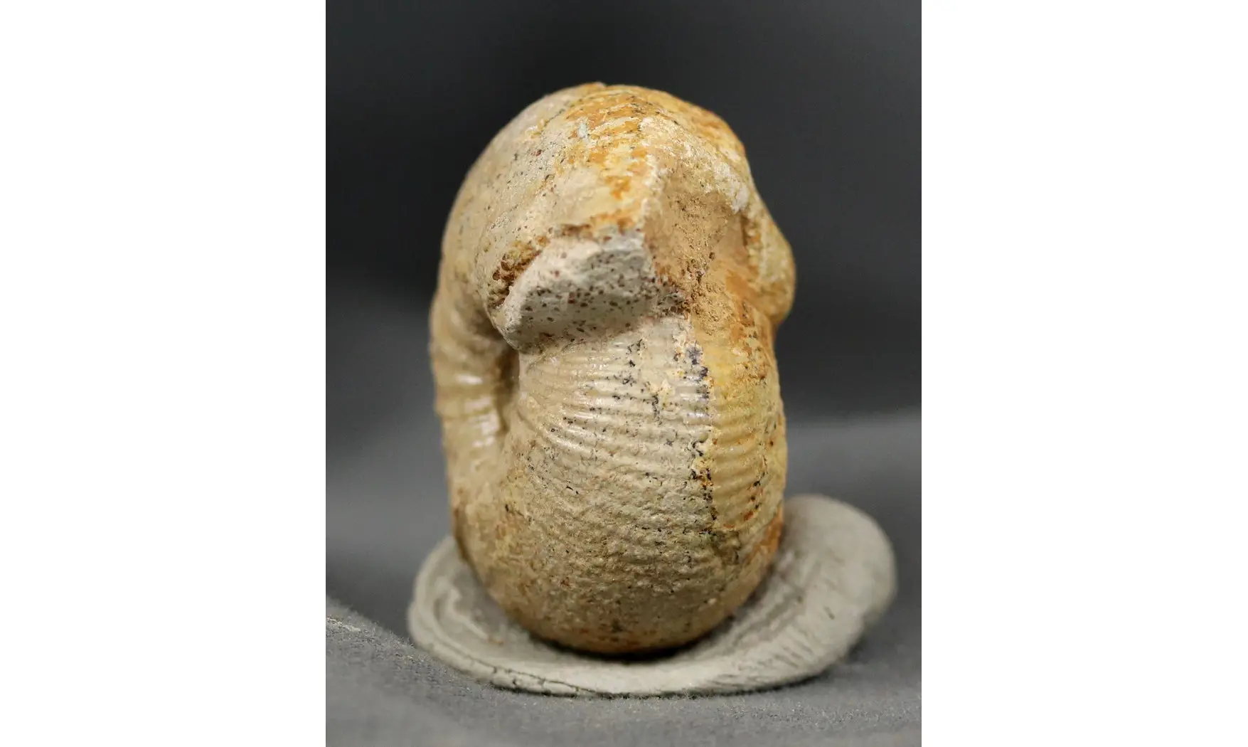 Chondroceras evolvescens