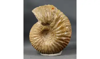 Garantiana garantiana