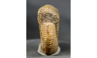 Garantiana garantiana