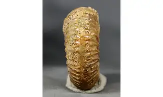 Garantiana garantiana