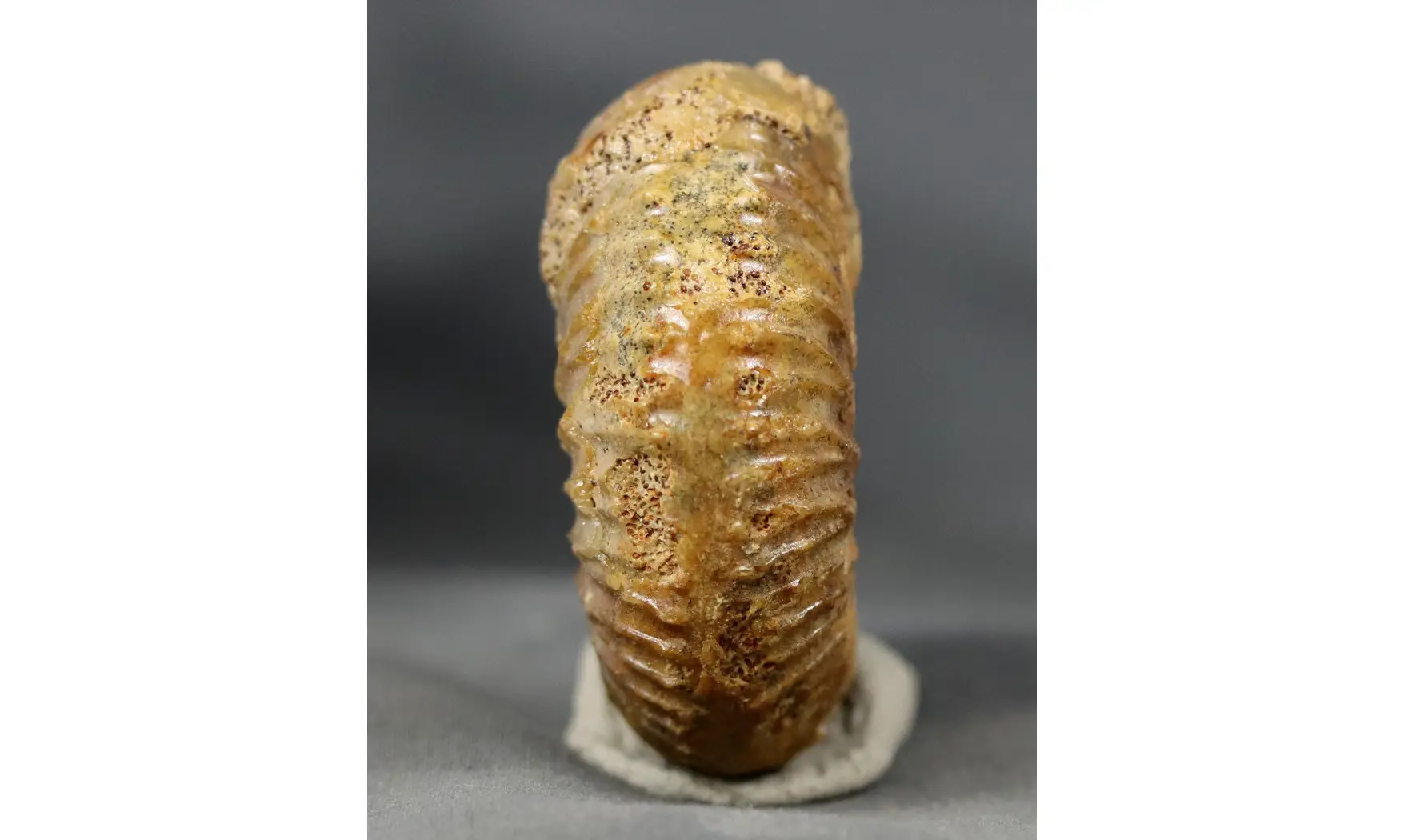 Garantiana garantiana