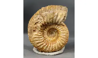Garantiana Garantiana (D'Orbigny)