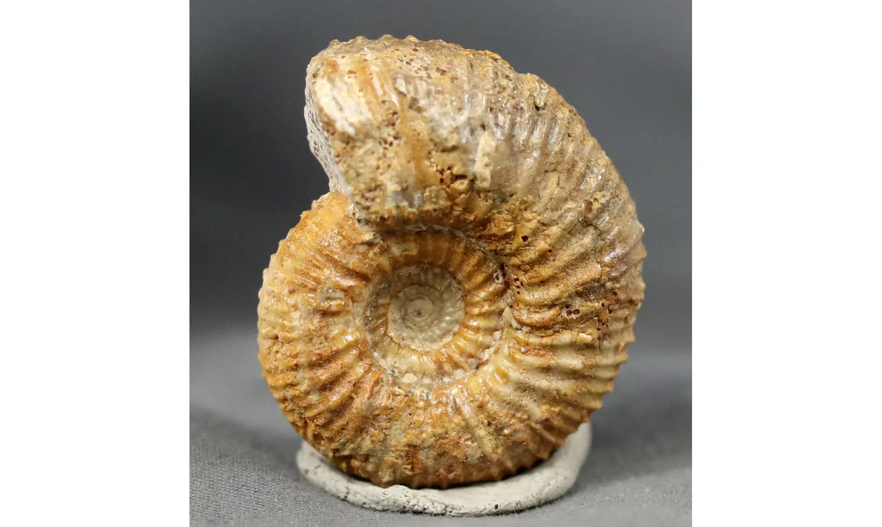 Garantiana Garantiana (D'Orbigny)