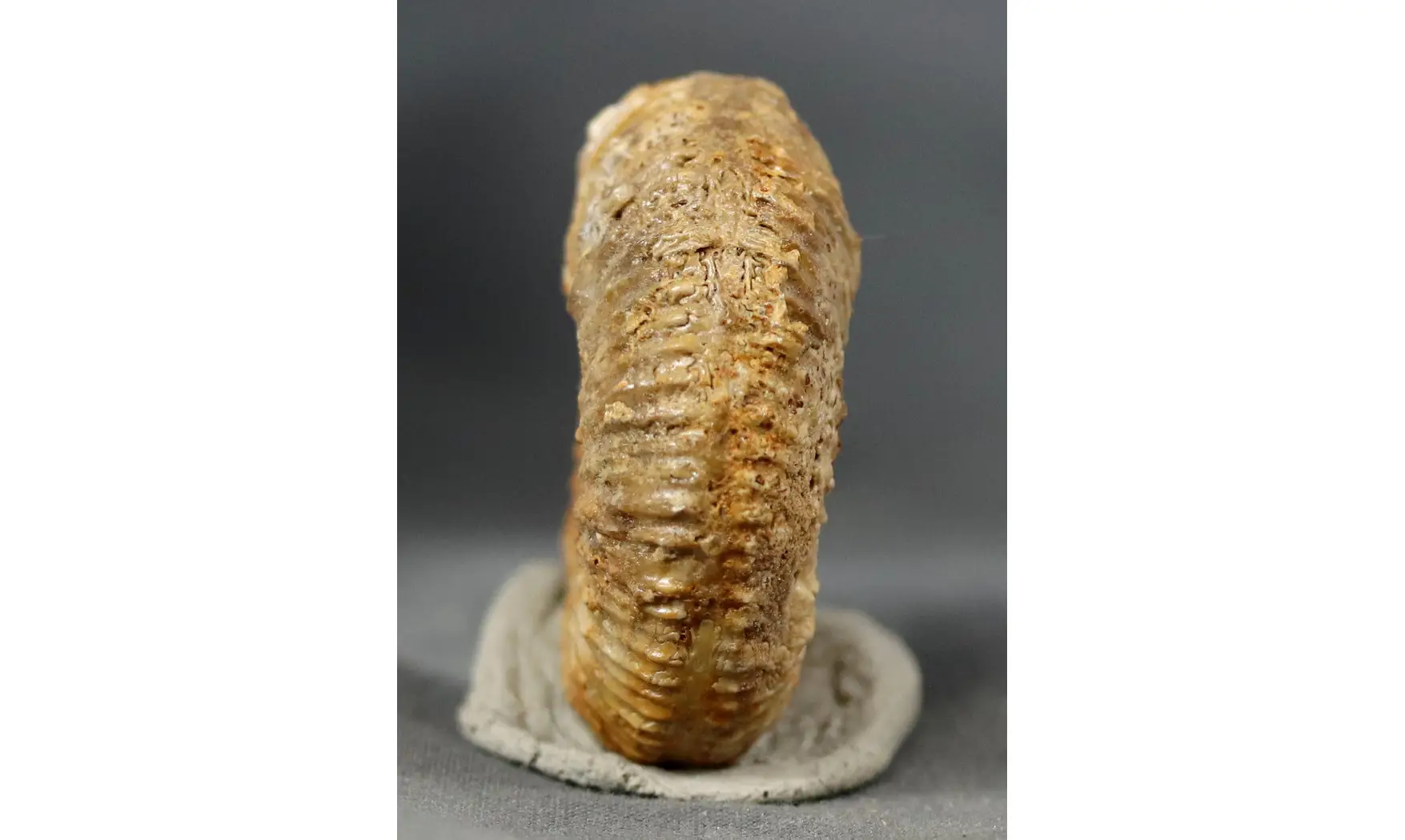 Garantiana Garantiana (D'Orbigny)