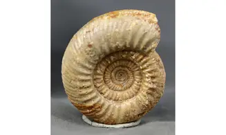Microbajocisphinctes tenuicostatus
