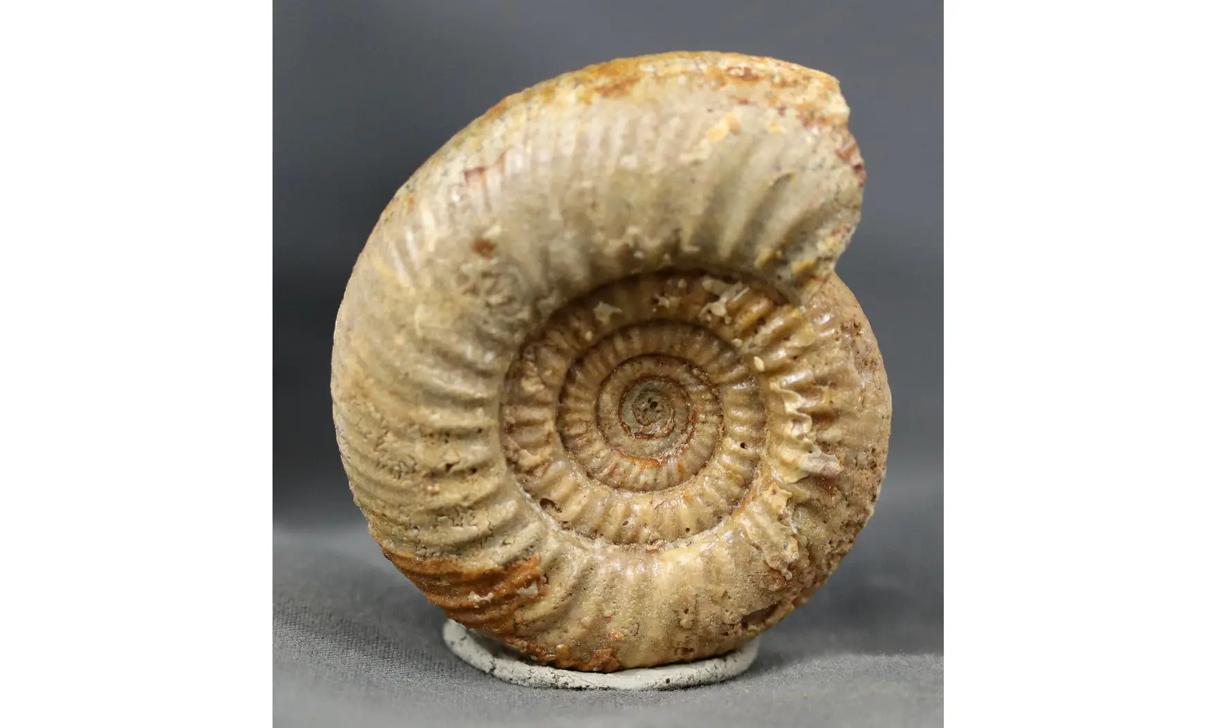 Microbajocisphinctes tenuicostatus