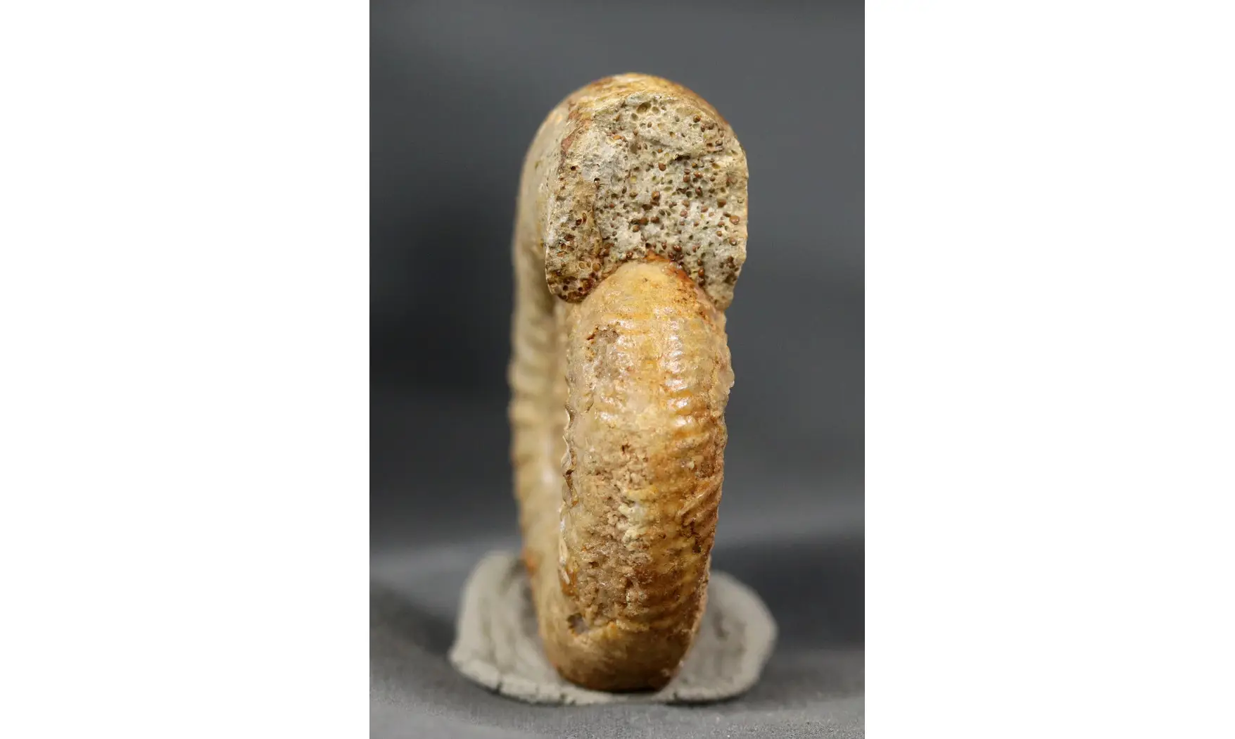 Microbajocisphinctes tenuicostatus