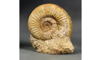 Paragarantiana ipfensis