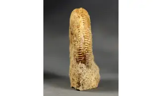 Paragarantiana ipfensis