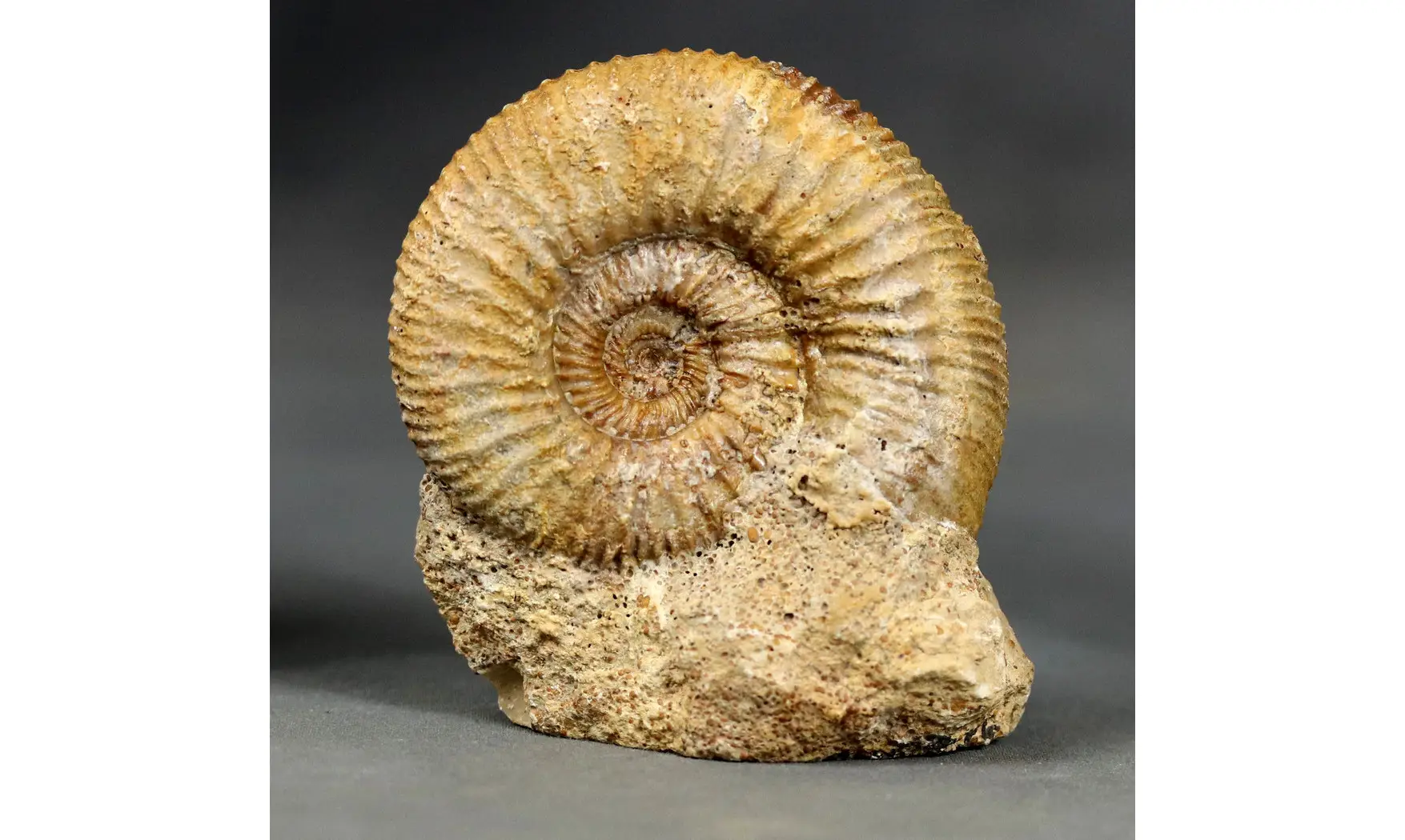 Paragarantiana ipfensis