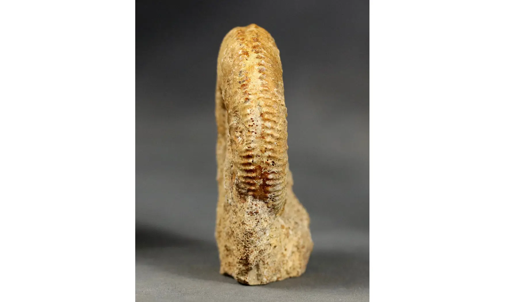 Paragarantiana ipfensis