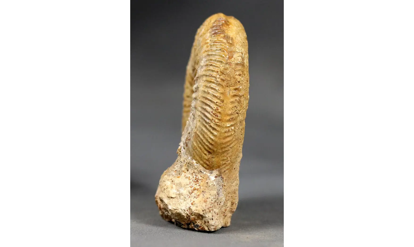 Paragarantiana ipfensis