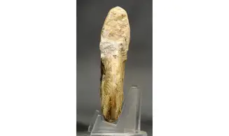 Bredyia gr. Alleoni