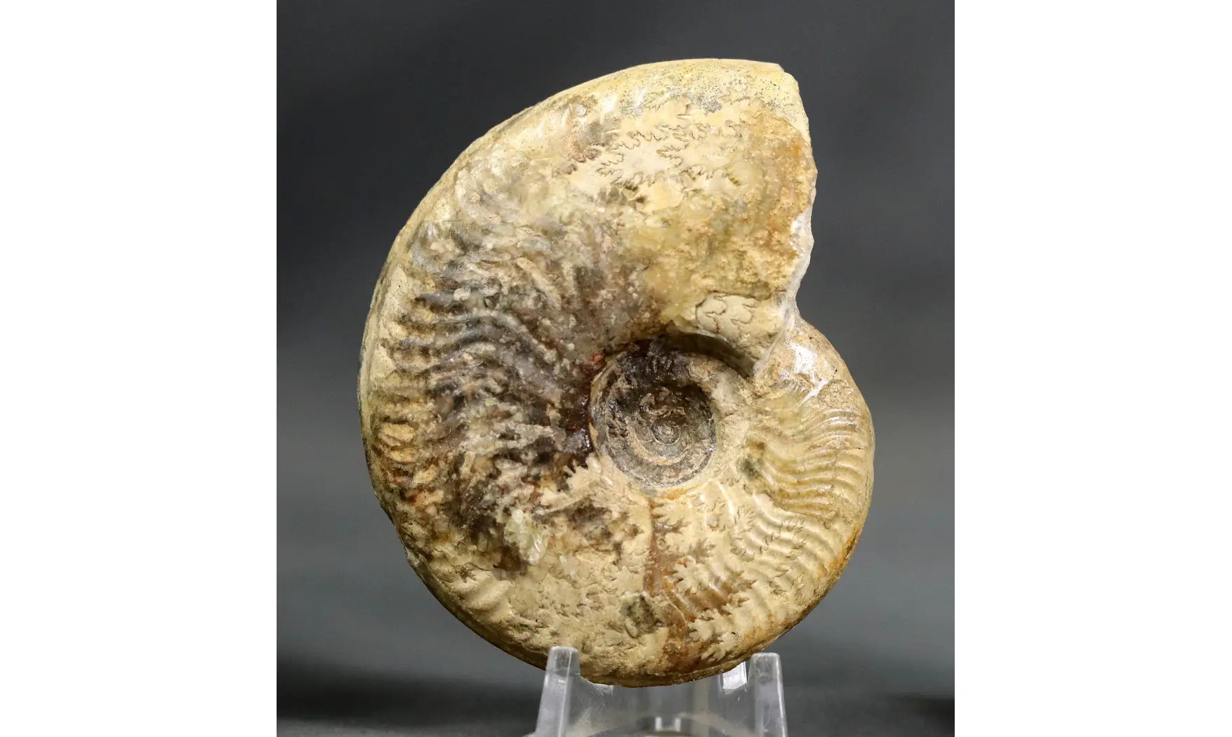 Bredyia gr. Alleoni