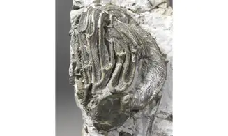 Arthroacantha carpenteri