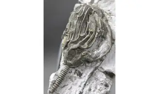 Arthroacantha carpenteri