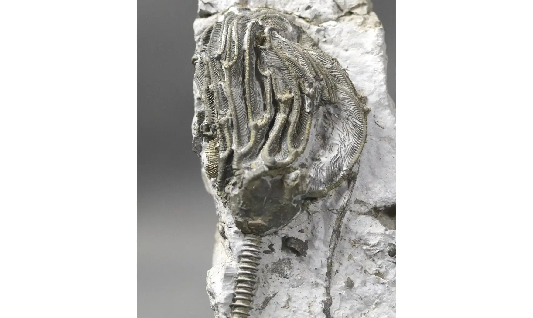 Arthroacantha carpenteri