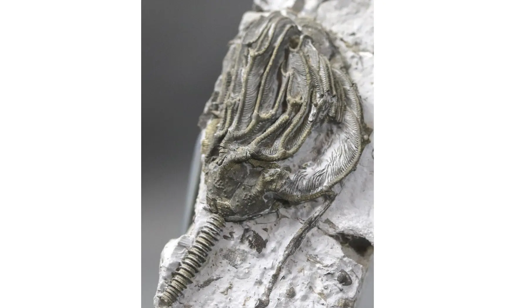 Arthroacantha carpenteri