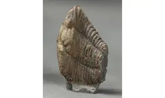 Colpocorypherouaulti