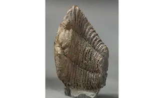 Colpocorypherouaulti