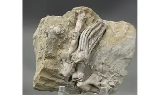Scytalocrinus disparilis-Cladochonus